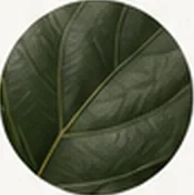 Close-up of a green leaf
